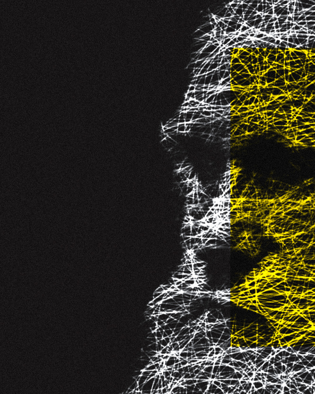 Darwin ilustración digital